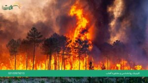 آتش سوزی جنگلهای هیرکانی